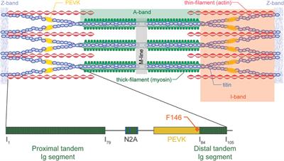 What Can We Learn from Single Sarcomere and Myofibril Preparations?